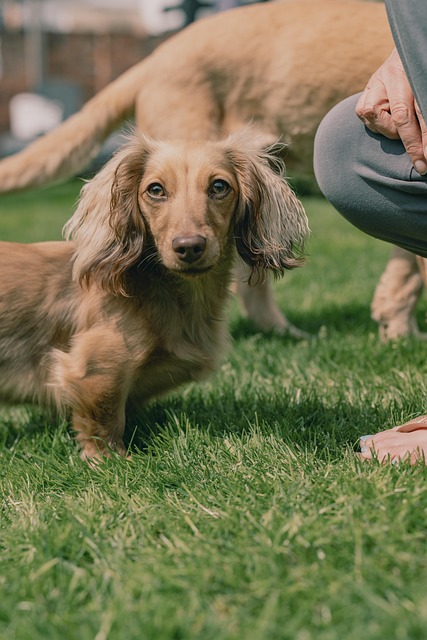 Hund, Haustier, Tier, Hündchen