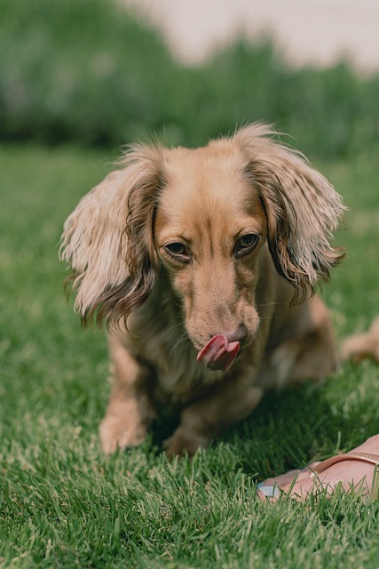 Haustier, Tier, Hund, Hündchen, Sommer