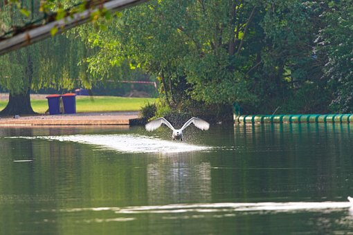 Free Birdwatching Wings photo and picture