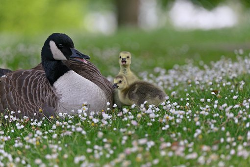 Free Nature Bird photo and picture