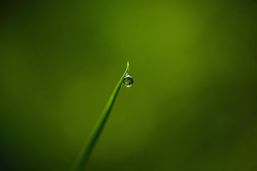 Free Rosa Grass photo and picture