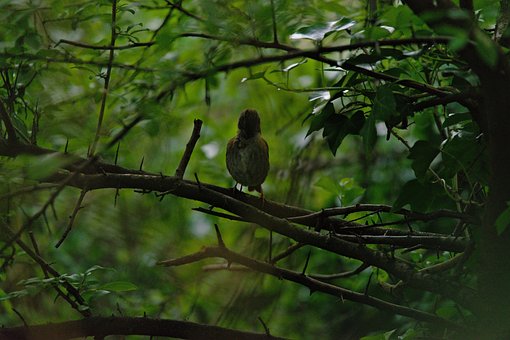 Free Bird Ornithology photo and picture