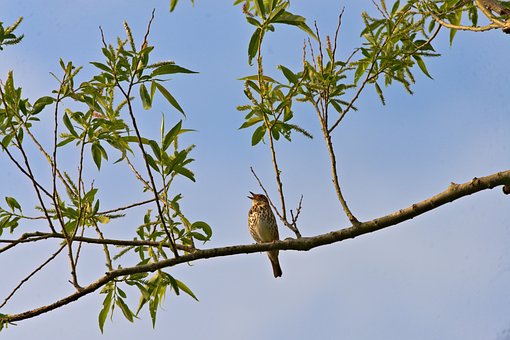 Free Bird Ornithology photo and picture