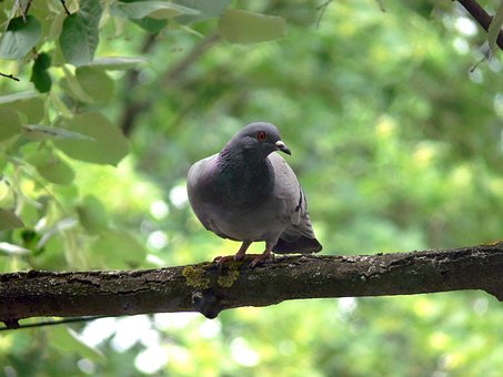 Taube, Vogel, Baum, Zweig, Ast, Grün