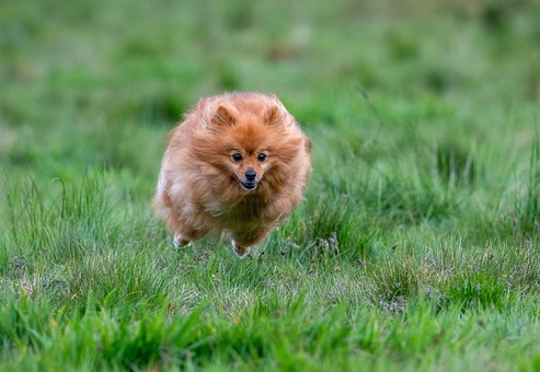 Free Pomeranian Nature photo and picture