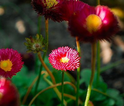 Free Daisy Spring photo and picture