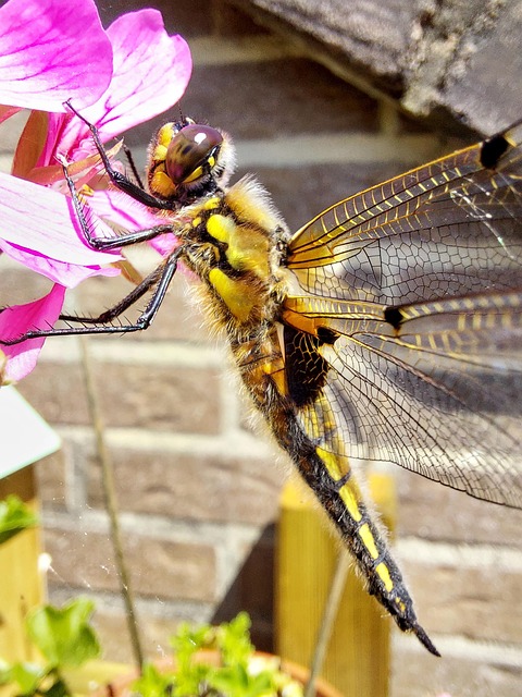 Free Dragonfly Garden photo and picture