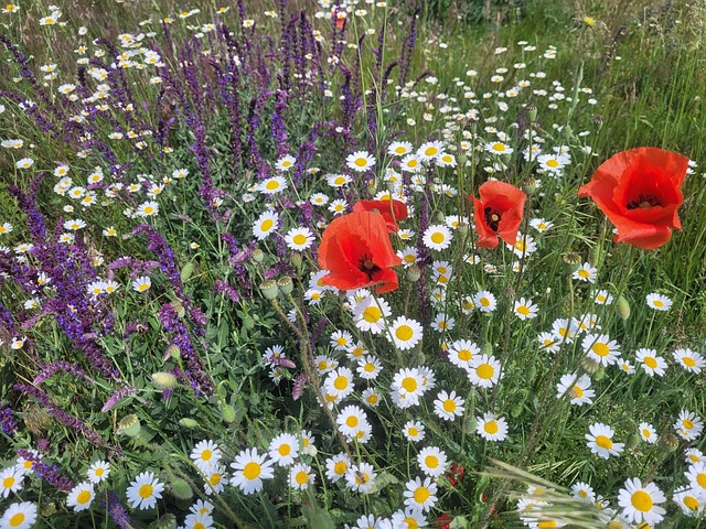 Free Poppy Flower photo and picture