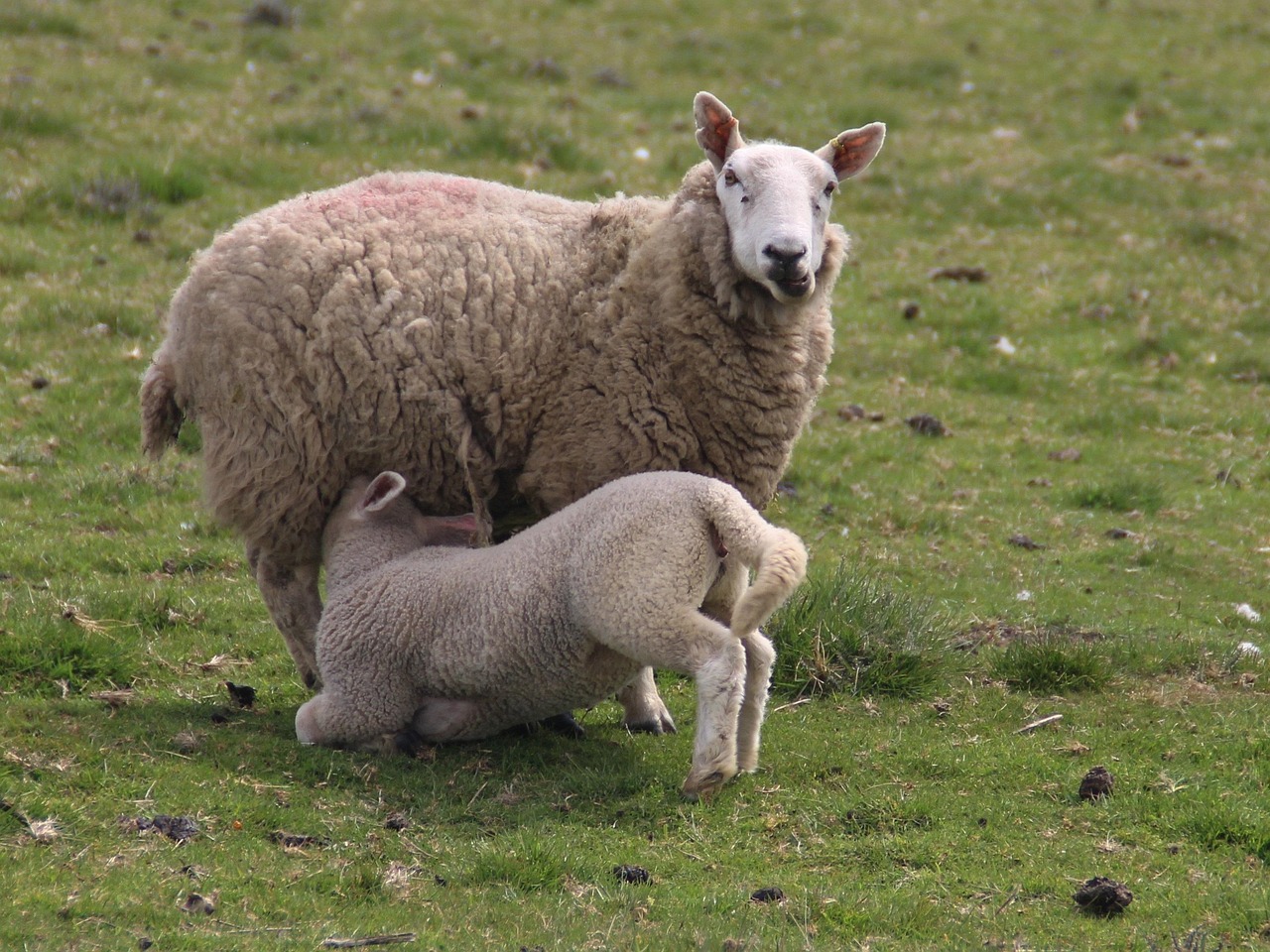 Le Mouton Animal Agneau - Photo gratuite sur Pixabay