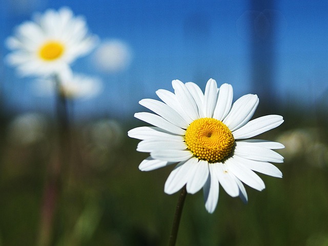 Flower Daisy Meadow Free photo on Pixabay
