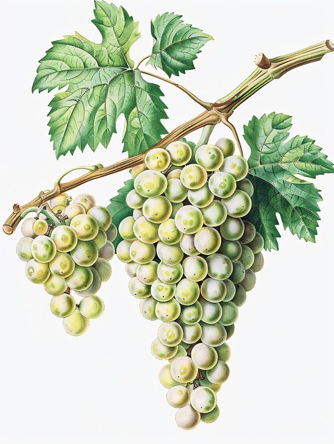 Free ai generated grapes leaves illustration