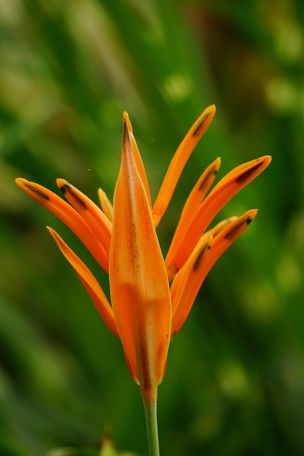 Kvetina, Heliconia Psittacorum