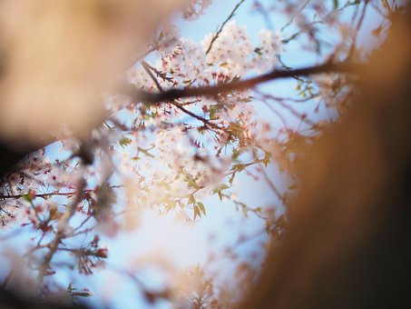 Free Cherry Blossom Flower photo and picture