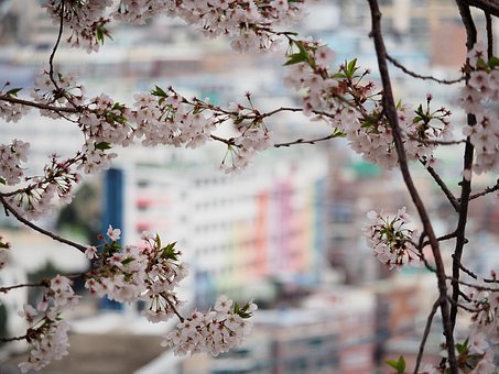 Free Cherry Blossom Flower photo and picture