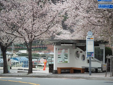 Free Cherry Blossom Bus Stop photo and picture