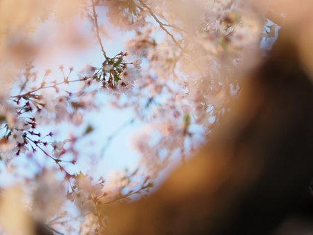 Free Flower Cherry Blossom photo and picture