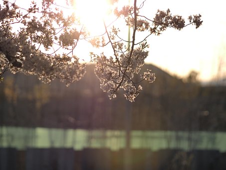 Free Flower Sunset photo and picture