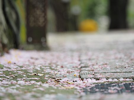 Free Flower Spring Flowers photo and picture