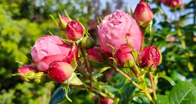 Rosas, Jardim, Recortado, Beleza