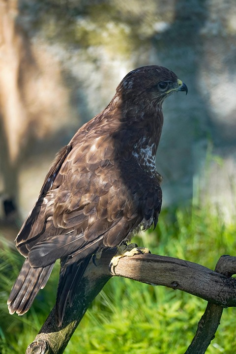 Eagle Example Eagle Bird Nature - Free photo on Pixabay - Pixabay