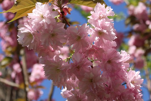 Blumen, Die Natur, Feder, Blühen, Blüte