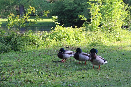 Ente, Die Natur, Lake, Vögel, Teich