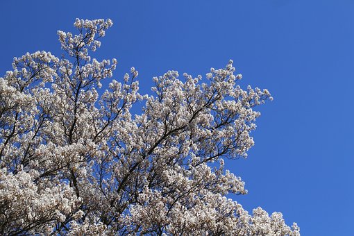 Baum, Blumen, Blüte, Apfelbaum, Frühling