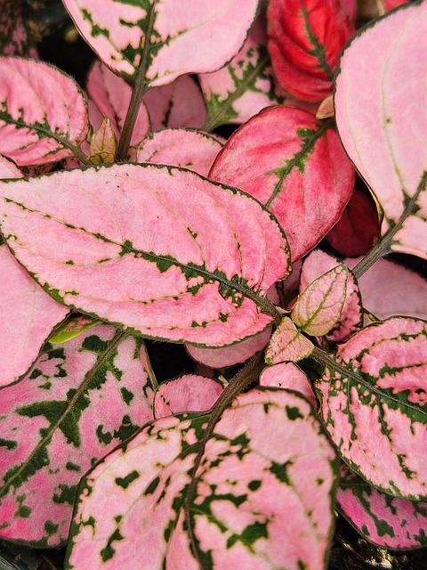 Plante, Natur, Struktur, Skov, Blad