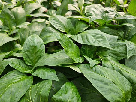Plante, Natur, Struktur, Skov, Blad