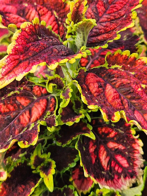 Plante, Natur, Struktur, Skov, Blad