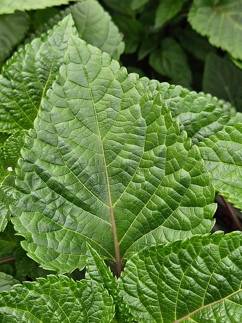 Plante, Natur, Struktur, Skov, Blad