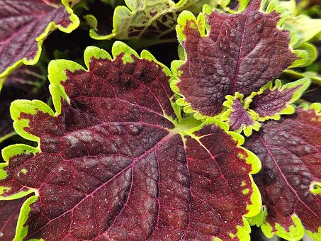 Plante, Natur, Struktur, Skov, Blad