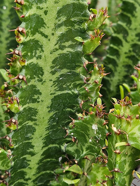 Plante, Natur, Struktur, Skov, Blad