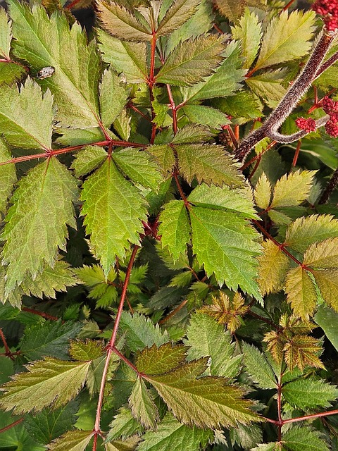 Plante, Natur, Struktur, Skov, Blad