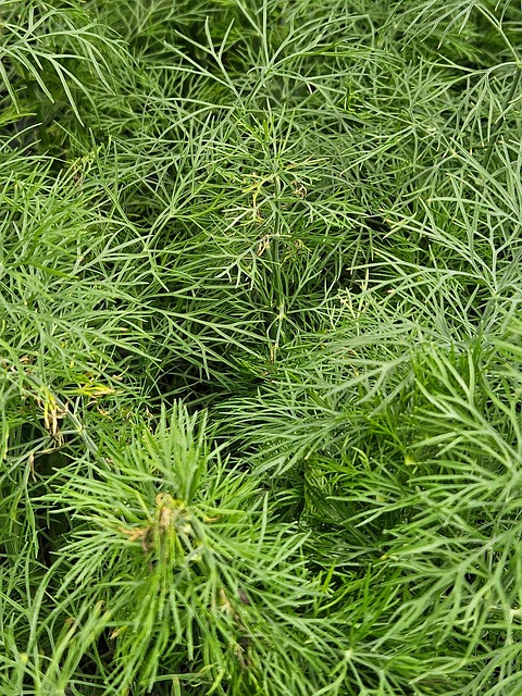 Plante, Natur, Struktur, Skov, Blad
