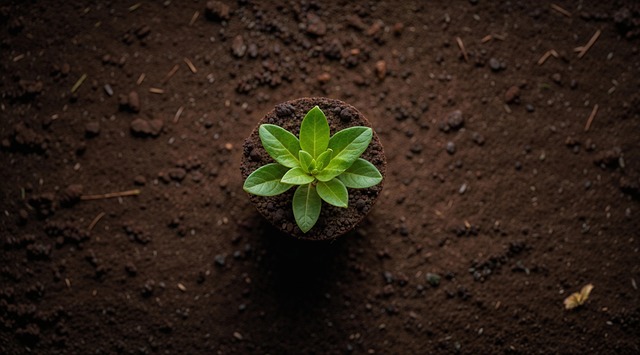 Free seed seedling planting illustration
