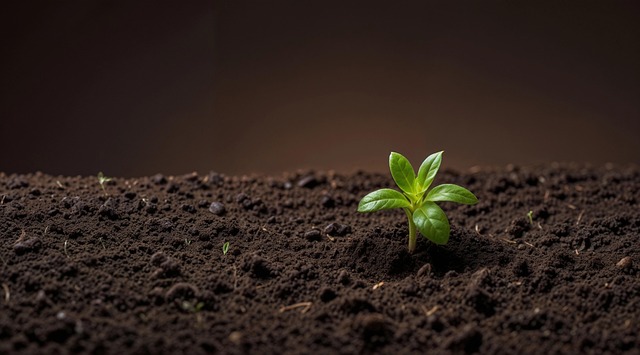 Free seed seedling planting illustration