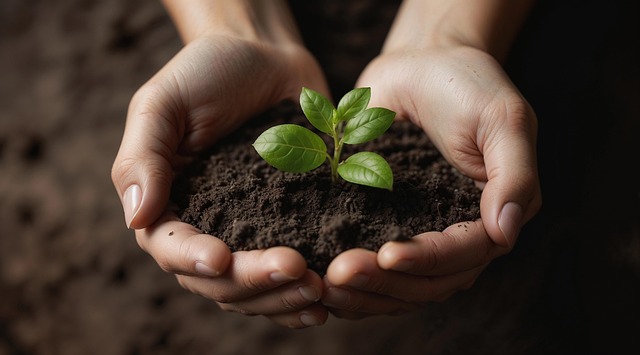 Free seed seedling planting illustration