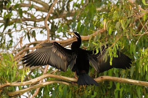 Free Australasian Darter Bird photo and picture