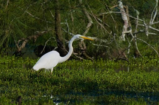 Free Egret Bird photo and picture