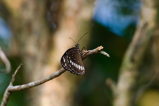 Free Butterfly Insect photo and picture