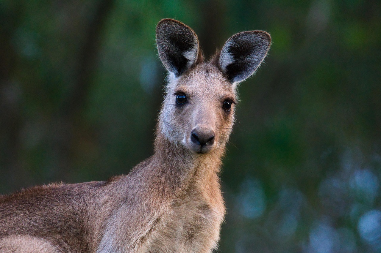 Kangaroo - free online jigsaw puzzle photo