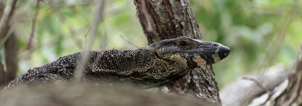 Free Lizard Monitor Lizard photo and picture