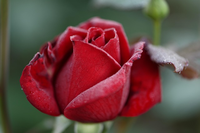 Red Rose Rosebud - Free photo on Pixabay - Pixabay