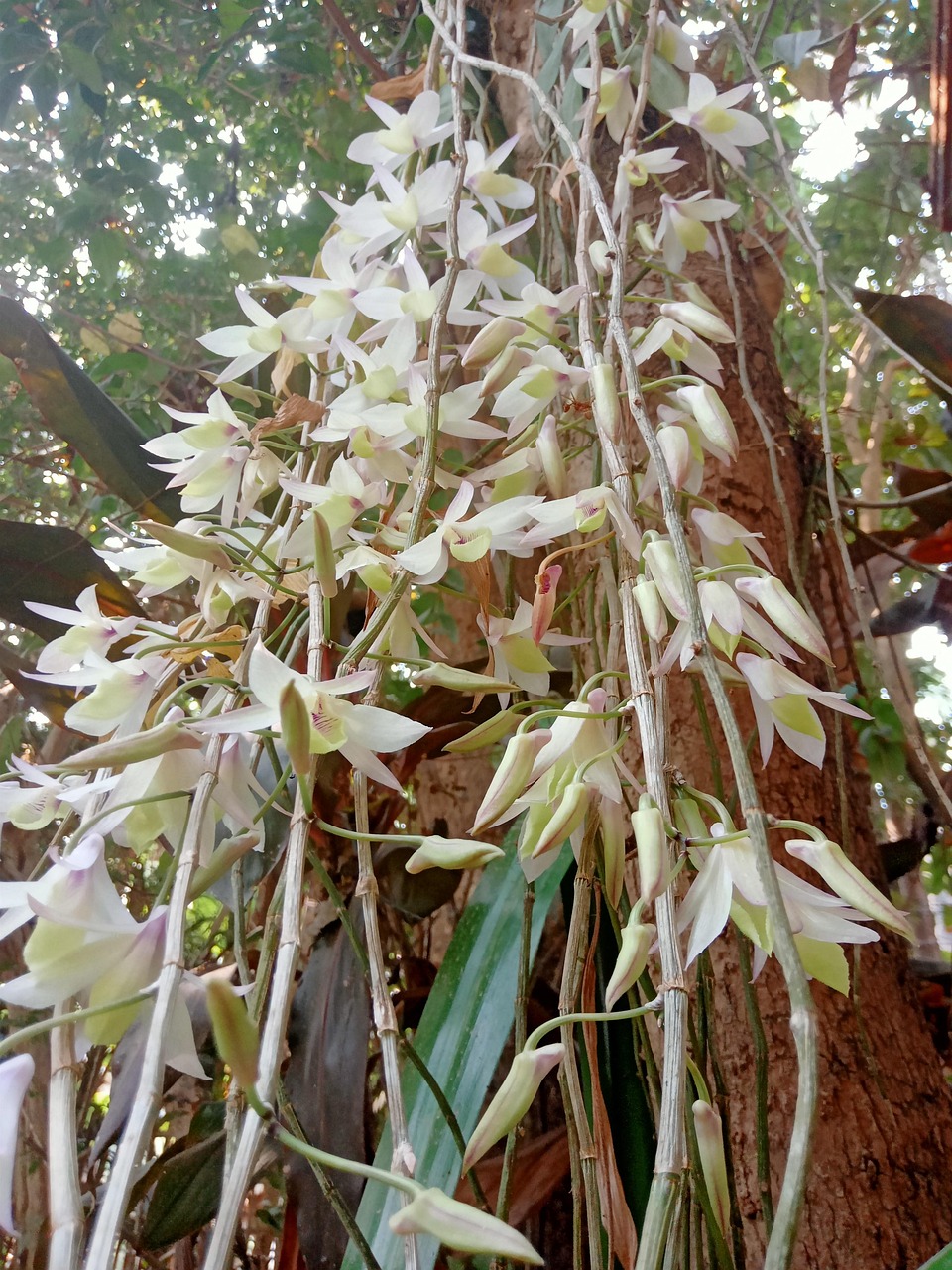 Dendrobium Aphyllum Hooded Orchid Free photo on Pixabay Pixabay