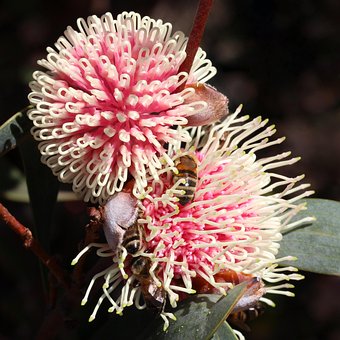 Free Pincushion Hakea Hakea Laurina photo and picture