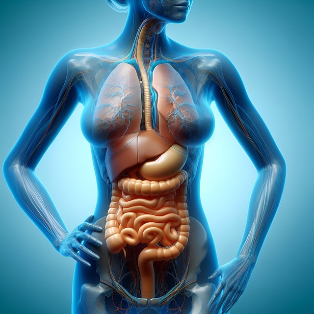 Free Abdomen Biology illustration and picture