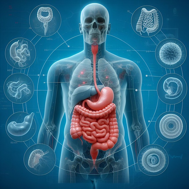 Free Abdomen Biology illustration and picture