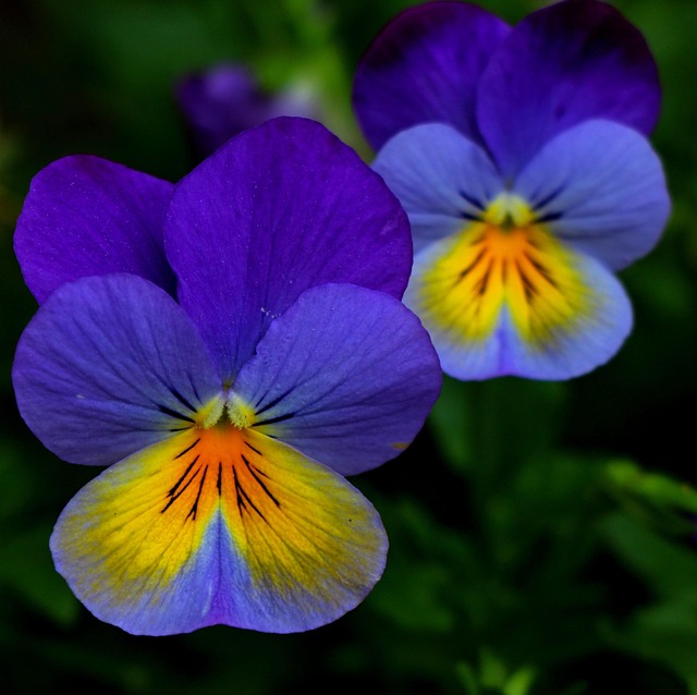 Violet In Nature Violet Jardin Nature - Photo gratuite sur Pixabay - Pixabay