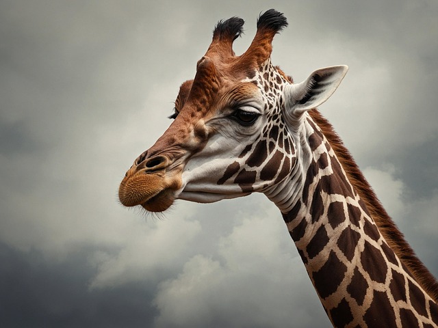 Free animal giraffe safari illustration
